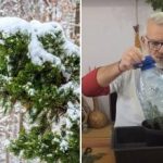 Ali lahko iz vejice vzgojite smreko: navodila korak za korakom