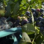 Borovnice prenesejo vsakršno zmrzal: vrtnar je razkril glavne skrivnosti jesenske
