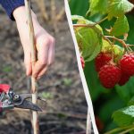 Kako in kdaj rezati maline jeseni: kakšna je razlika med