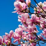 Kako presaditi magnolijo, da se bo drevo na novi lokaciji