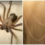 Kobilice se bodo zdele “rože”: Ukrajino množično napadajo pajki, kaj