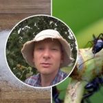 Mravlje bodo izginile v enem tednu: najboljši način za odpravo
