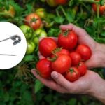 Obarvajte se rdeče 10 dni prej: kako pospešiti zorenje paradižnika