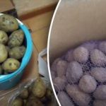 “Smrtonosna” soseska: s katero zelenjavo se krompirja ne sme shranjevati