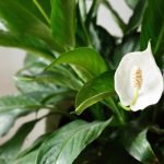 Spathiphyllum blackens: kako rešiti žensko srečo pred gnitjem