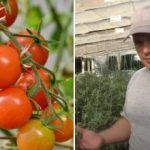 Zakaj je paradižnik “obtičal” pri rasti: skriti razlogi in kako