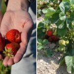 Zakaj je jagode bolje saditi jeseni: določeni so idealni datumi